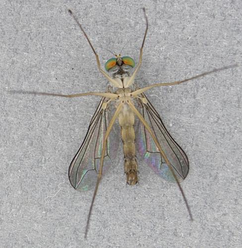 Réf. 359 787 : Sciapus wiedemanni